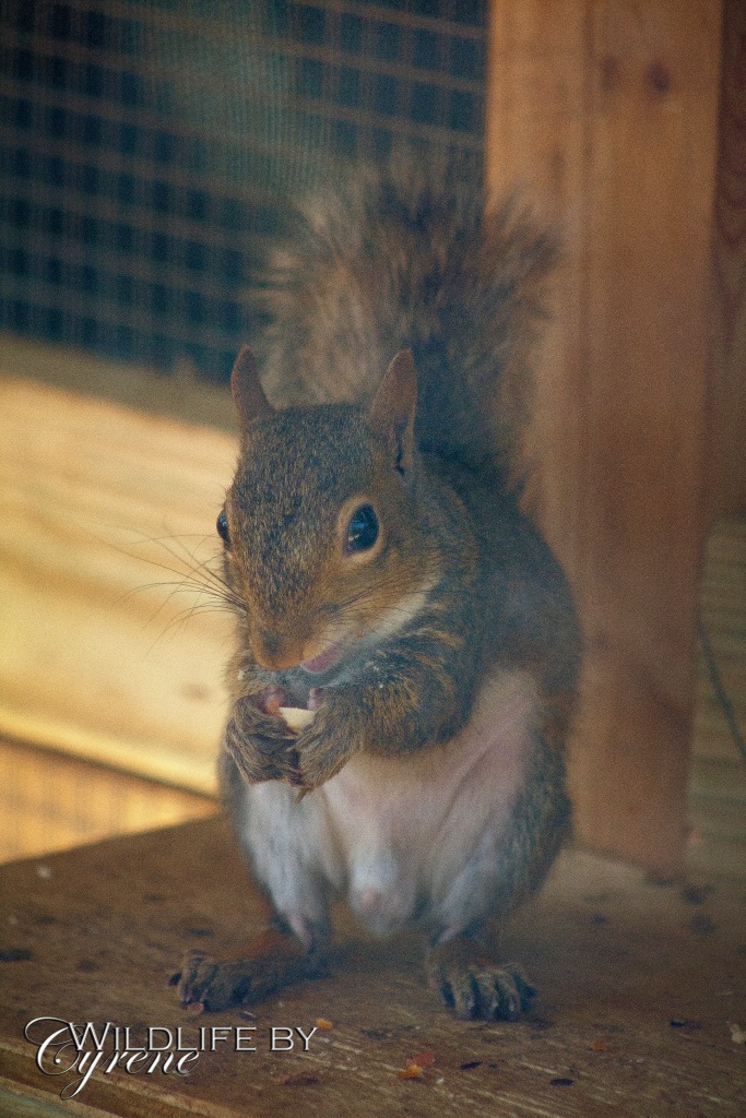 Squirrel at Hoo Haven by Cyrene Krey