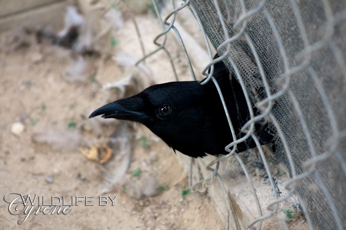 Funny Crow at Hoo Haven by Cyrene Krey